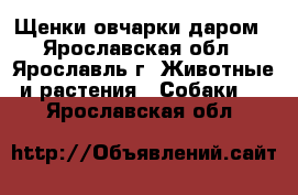 Щенки овчарки даром - Ярославская обл., Ярославль г. Животные и растения » Собаки   . Ярославская обл.
